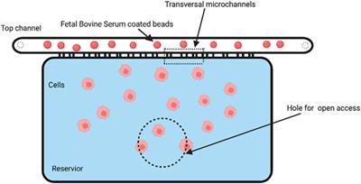 Measuring cell deformation by microfluidics